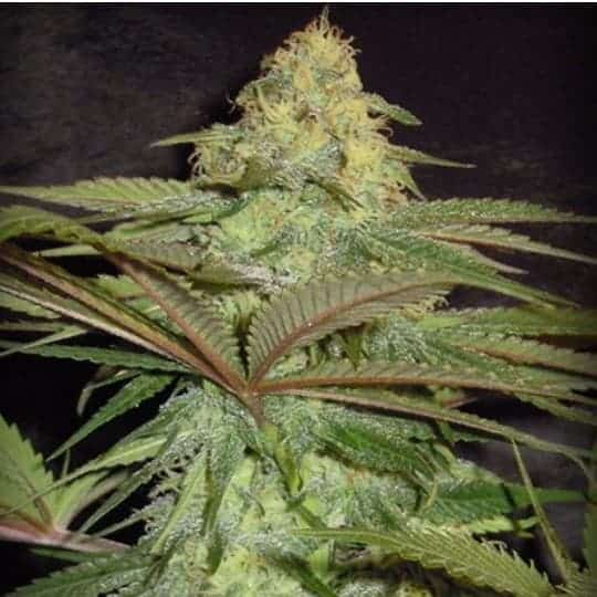 Forest Fruits Auto Feminized Seeds