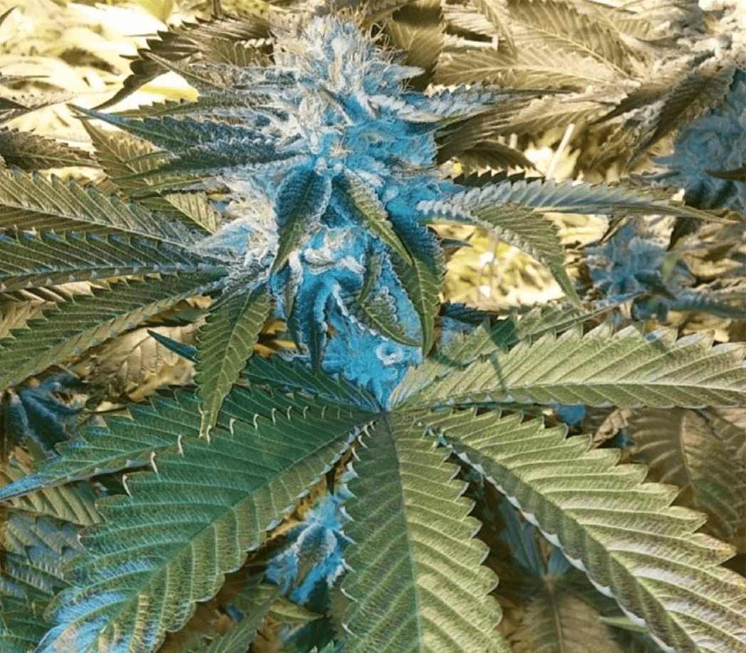 Chemdawg 4 Seeds