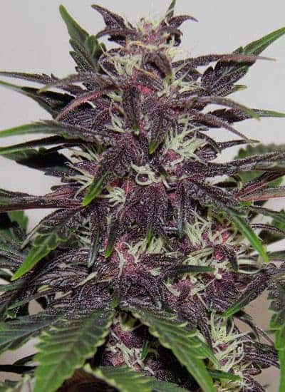Purple Buddha Seeds