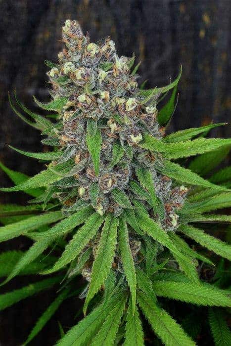 Ace of Spades Seeds