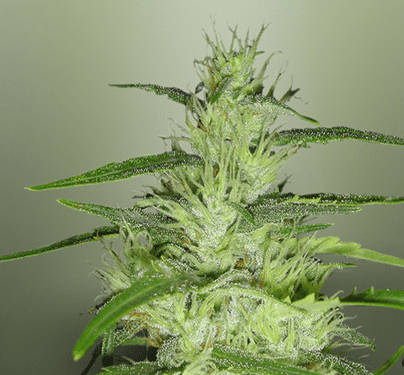 Super Silver Cheese Seeds