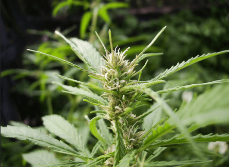 Early Sativa Seeds