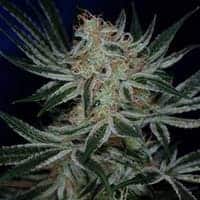 Jack The Ripper Seeds
