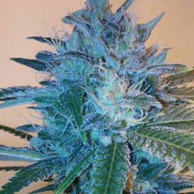 Blueberry Indica Seeds
