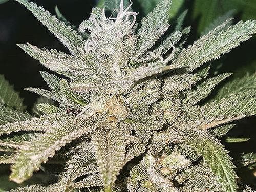 SOUR CHEESE SEEDS