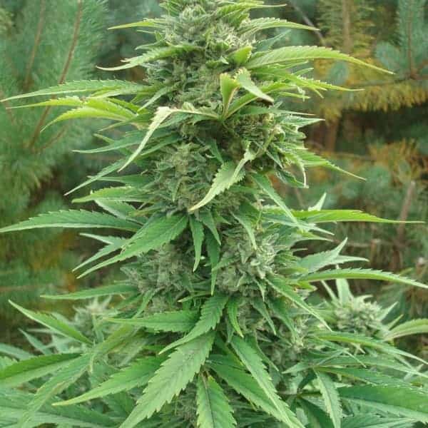 GUERILLA GOLD SEED