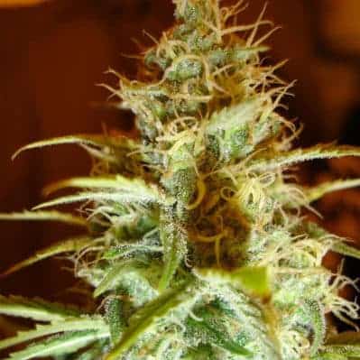 Auto White Russian Seeds