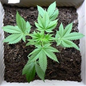 cannabis_box