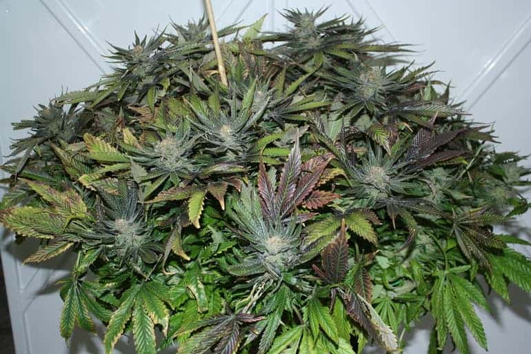 ACDC Seeds
