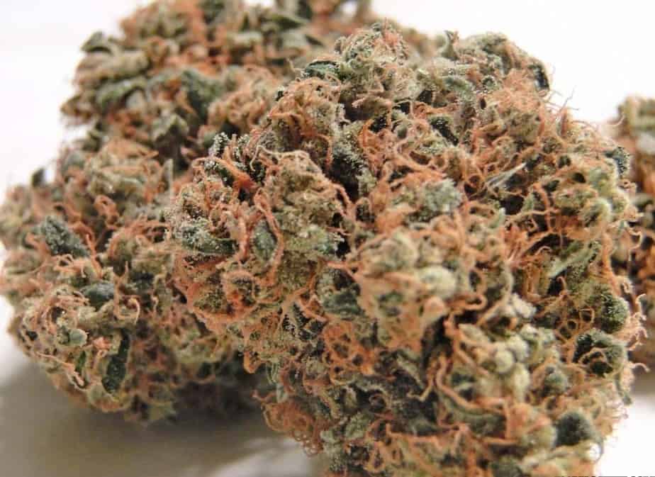 Life-changing feminized Godfather OG cannabis strain , info & review
