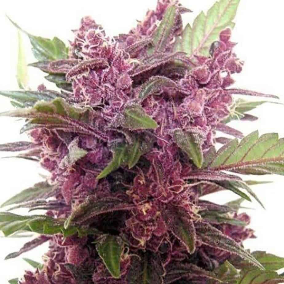Purple Haze Seeds