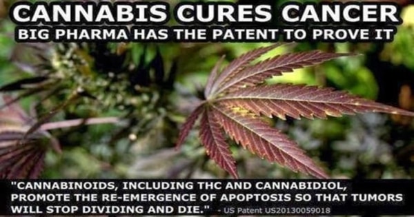Medical Cannabis Cancer Research